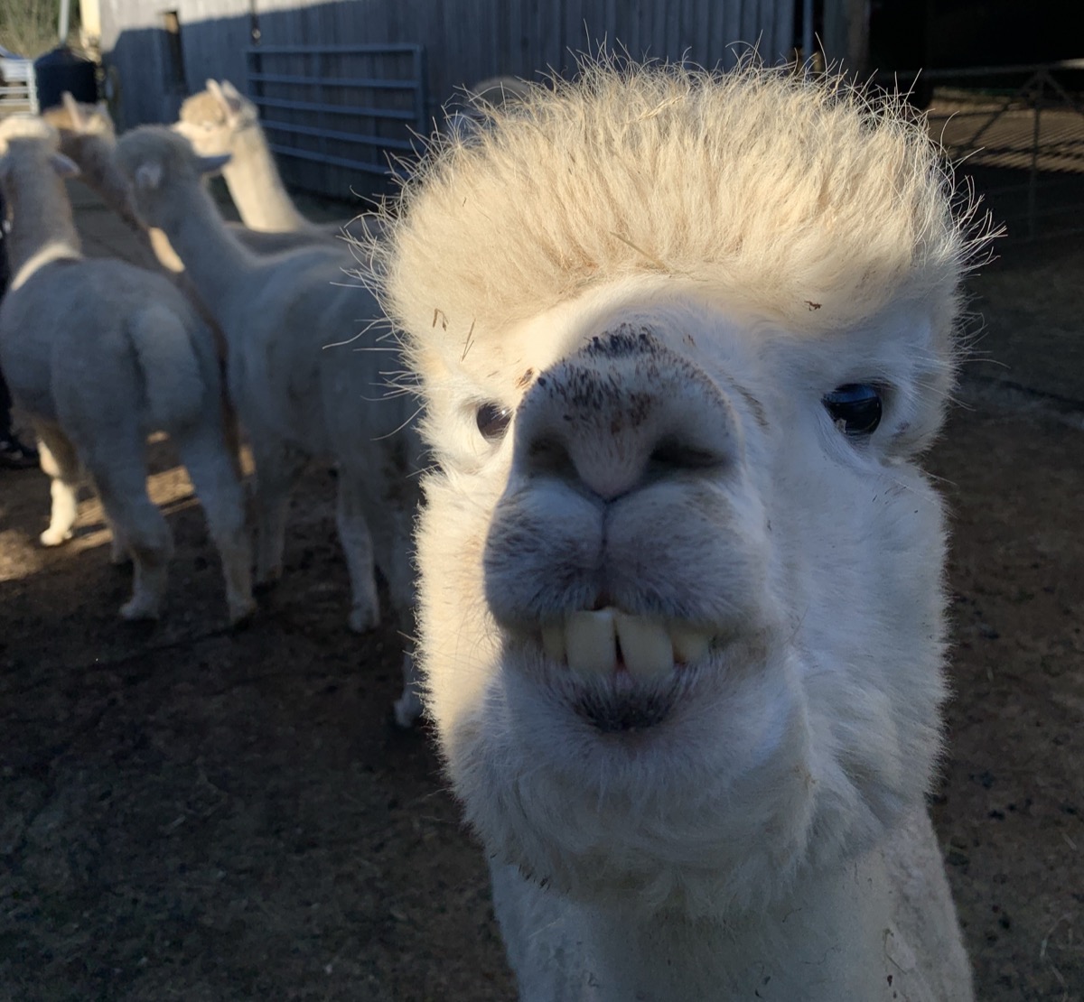 Alpacas at Botany Bay farm